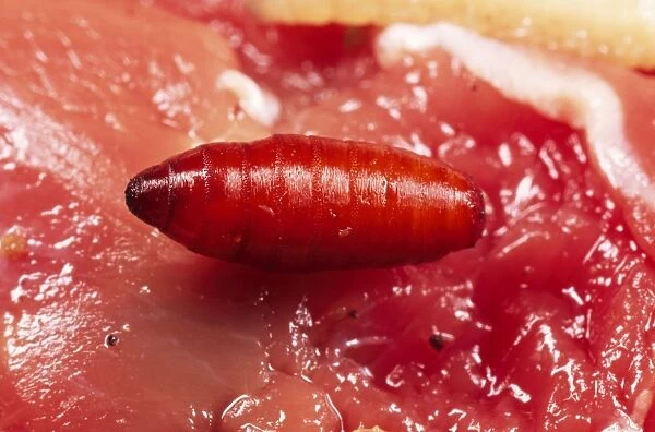 Blue Bottle Maggot Pupa on rotting meat, UK