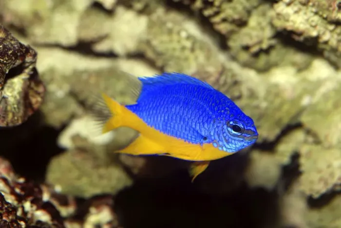 Framed Print : Blue / Caerulean Damselfish - coral reefs Red Sea, western Indian Ocean and western Pacific Framed Print : Blue / Caerulean Damselfish - coral reefs Red Sea, western Indian Ocean and western Pacific
