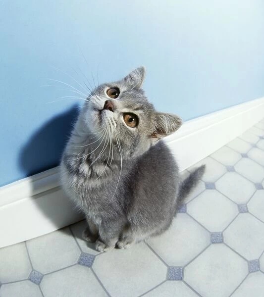 Blue Cat - kitten, fish eye lens