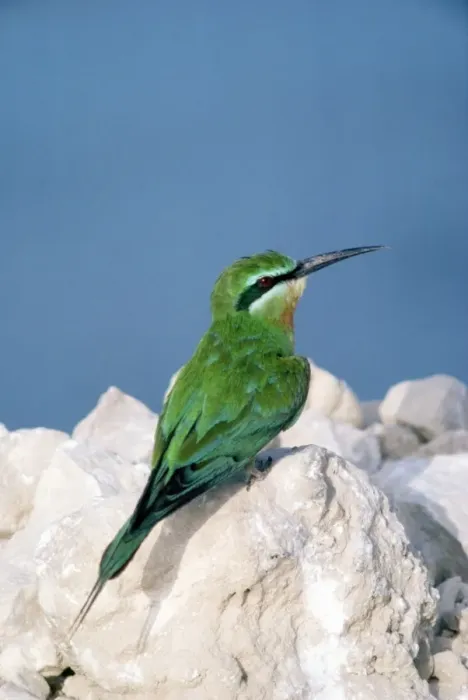 Framed Print : Blue-cheeked Bee-eater Framed Print : Blue-cheeked Bee-eater