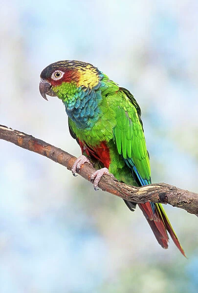 Blue-chested Parakeet  /  Blue-throated Parakeet  /  blue-throated Conure