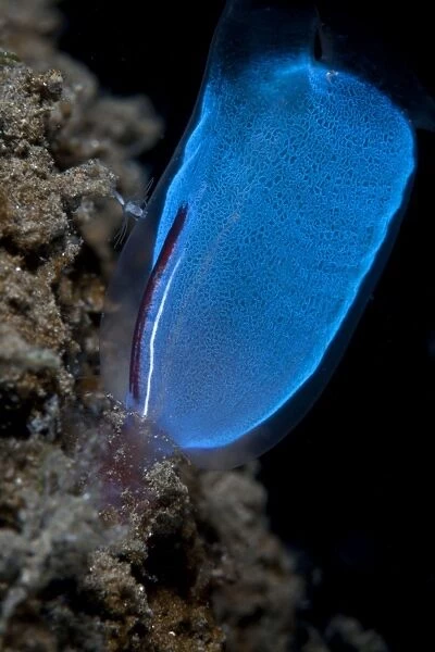 Blue Club Tunicate - Indonesia