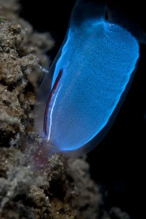 Framed Print : Blue Club Tunicate - Indonesia Framed Print : Blue Club Tunicate - Indonesia