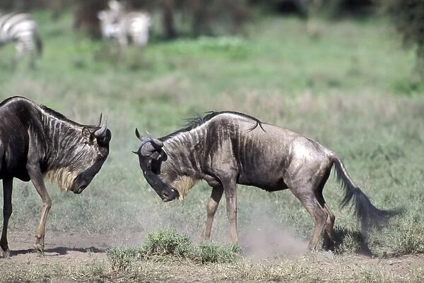 Blue  /  Common Wildebeest - two bulls fighting - Ngorongoro Conservation Area - Tanzania