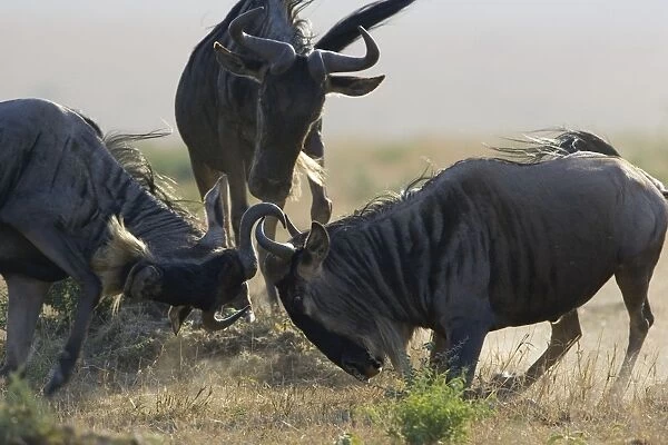 Blue  /  Common Wildebeest - bulls fighting - Masai Mara Conservancy - Kenya