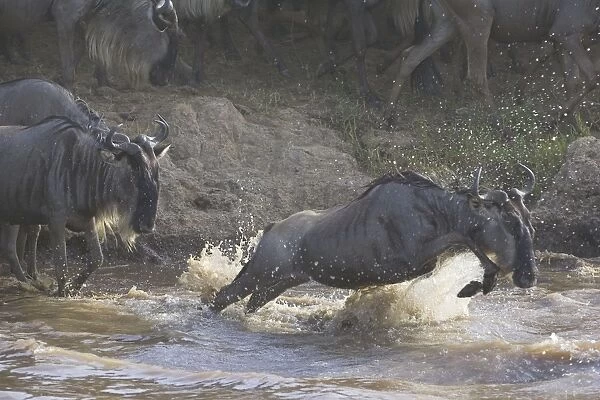 Blue  /  Common Wildebeest - crossing the Mara River - Masai Mara Reserve - Kenya