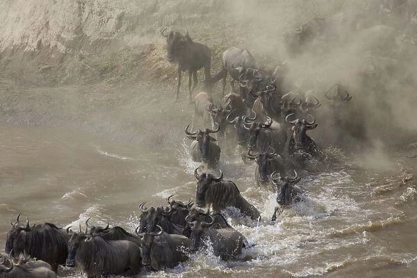 Blue  /  Common Wildebeest - crossing the Mara River during dry season - Masai Mara Reserve - Kenya