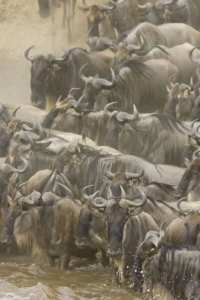 Blue  /  Common Wildebeest - herd gathers at the edge of the Mara River during migration - Masai Mara Reserve - Kenya