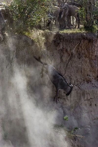 Blue  /  Common Wildebeest - jumping off cliff to cross Mara River Masai Mara Conservancy - Kenya