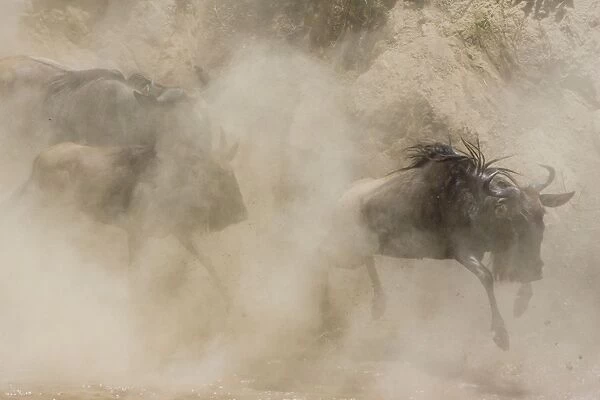Blue  /  Common Wildebeest - leaping into the Mara River to cross - Masai Mara Reserve - Kenya