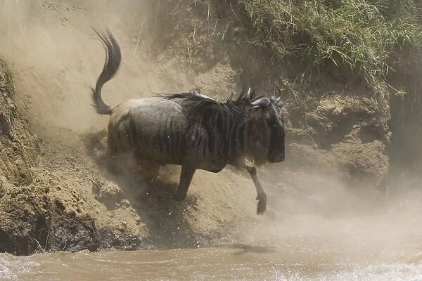 Blue  /  Common Wildebeest - leaping into the Mara River to cross - Masai Mara Reserve - Kenya