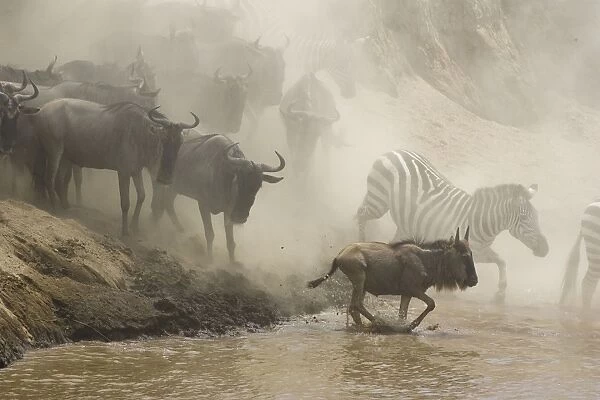 Blue  /  Common Wildebeest - leaping into the Mara River to cross - with Zebra - Masai Mara Reserve - Kenya