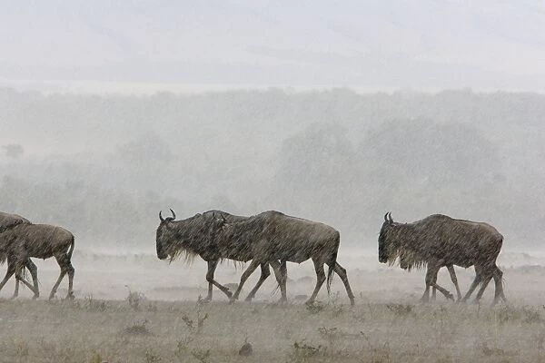 Blue  /  Common Wildebeest - in rainstorm - Masai Mara Conservancy - Kenya