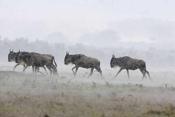 Blue  /  Common Wildebeest - in rainstorm - Masai Mara Conservancy - Kenya