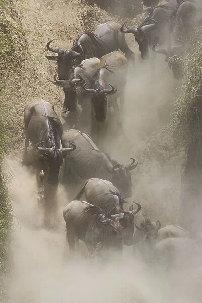 Blue  /  Common Wildebeest - running down the dusty bank of the Mara River to cross - Masai Mara Reserve - Kenya