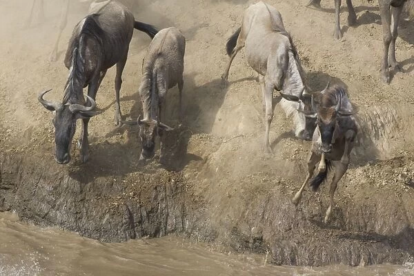 Blue  /  Common Wildebeest - running down the dusty bank of the Mara River to cross - Masai Mara Reserve - Kenya