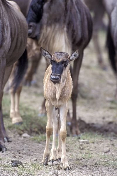 Blue  /  Common Wildebeest - young calf (1-2 weeks old) standing amongst herd - Ngorongoro Conservation Area - Tanzania