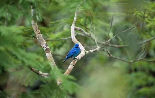 Blue Cotinga South America