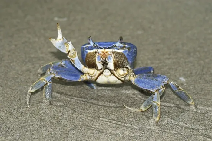 Framed Print : Blue Crab Cahuita N. P. Costa Rica Framed Print : Blue Crab Cahuita N. P. Costa Rica