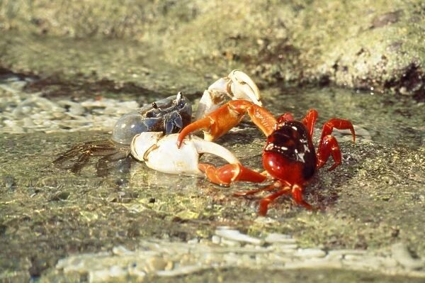 Blue Crab - preying on Red Crab (Gecarcoidea natalis) - Christmas Island - Indian Ocean (Australian Territory)