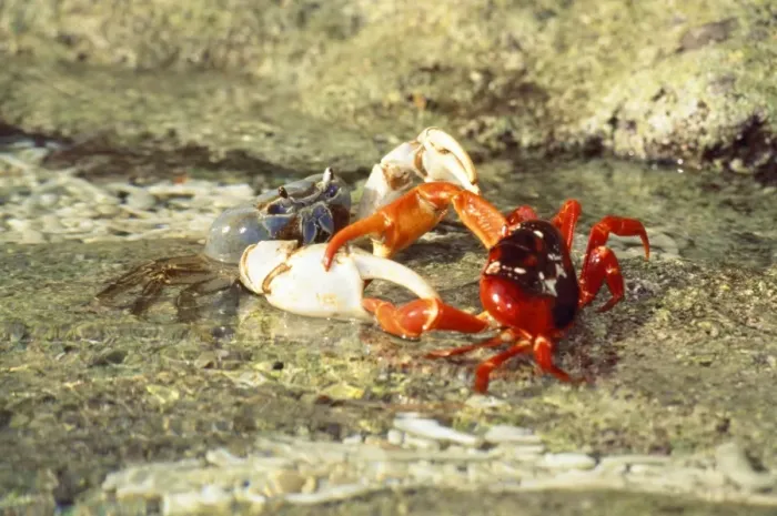 Framed Print : Blue Crab - preying on Red Crab (Gecarcoidea natalis) - Christmas Island - Indian Ocean (Australian Territory) Framed Print : Blue Crab - preying on Red Crab (Gecarcoidea natalis) - Christmas Island - Indian Ocean (Australian Territory)