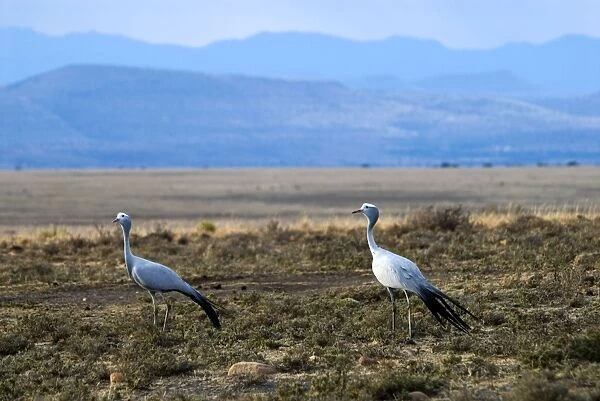 Blue Crane. Mountain Zebra National Park, Eastern Cape, South Africa. May damage lucerne, maize and wheat crops. Endemic mainly in South Africa, also occurring in Namibia