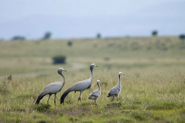 Blue Cranes with half-grown chicks. Endemic and vulnerable; world's most range-restricted crane. Inhabits vleis, grassland, karoo scrub and agricultural lands