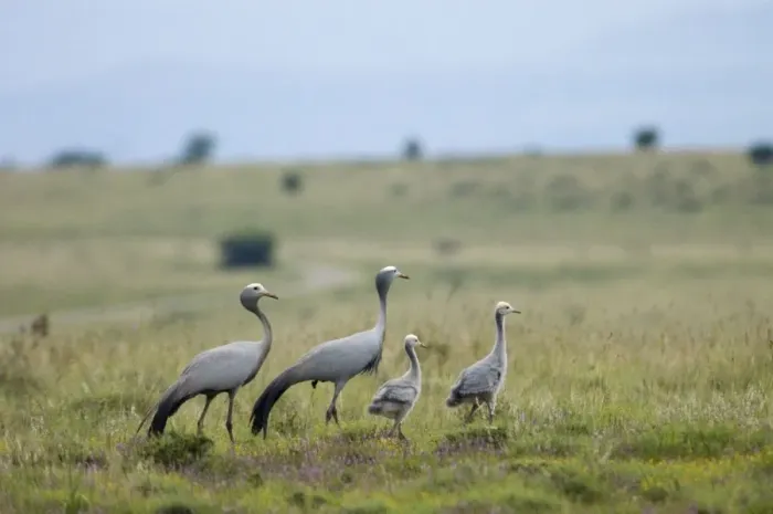 Framed Print : Blue Cranes with half-grown chicks. Endemic and vulnerable; world's most range-restricted crane. Inhabits vleis, grassland, karoo scrub and agricultural lands Framed Print : Blue Cranes with half-grown chicks. Endemic and vulnerable; world's most range-restricted crane. Inhabits vleis, grassland, karoo scrub and agricultural lands