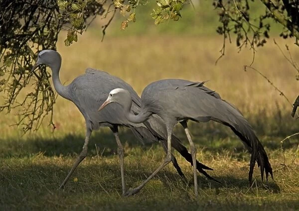 Blue Cranes, pair. Southern African endemic