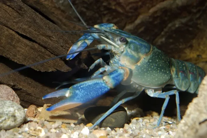 Framed Print : Blue Crayfish, Australia Framed Print : Blue Crayfish, Australia