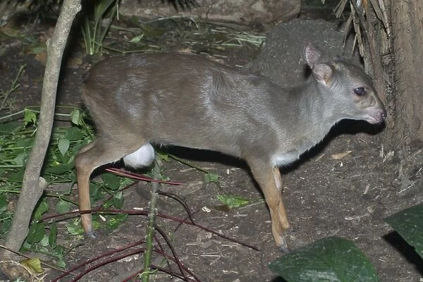 Blue Duiker - Found in eastern and southeastern forests of Africa