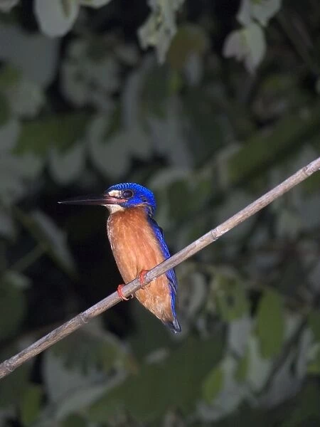 Blue-eared Kingfisher - On perch Kinabatangan River, Sabah, Borneo, Malaysia Distribution: SE Asia inc. India