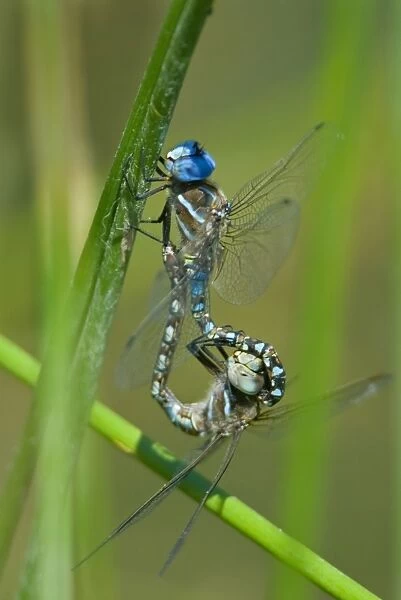Blue-eyed Darner - dragonflies mating, in what is called 'wheel position. ' Summer. Pacific Northwest. _A2A6021
