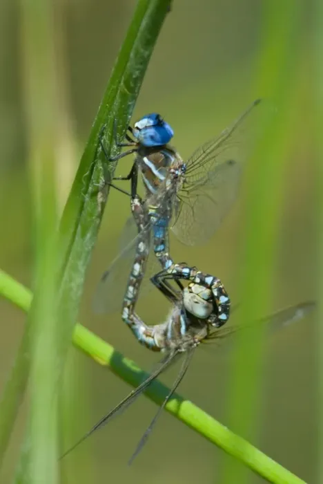 Framed Print : Blue-eyed Darner - dragonflies mating, in what is called wheel position. Summer. Pacific Northwest. _A2A6021 Framed Print : Blue-eyed Darner - dragonflies mating, in what is called wheel position. Summer. Pacific Northwest. _A2A6021