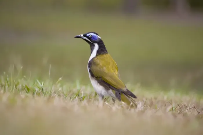 Framed Print : Blue-Faced Honeyeater Ground-evel view. Queensland, Australia