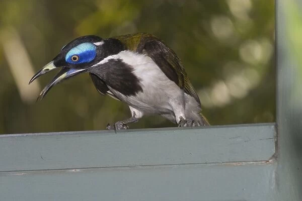 Blue-faced Honeyeater - This is the Northern Territory and Kimberleys subspecies with white wing patches. Large honeyeater, gregarious and aggressive. Inhabits open forests, river edge vegetation, woodlands, urban gardens