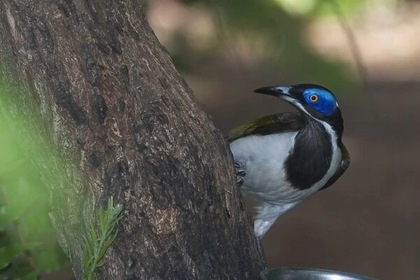 Blue-faced Honeyeater Pine Creek. Northern Territory, Australia. Inhabits open forests, woodlands, riverside vegetation, urban gardens and mangroves. Found only in northern and eastern Australia