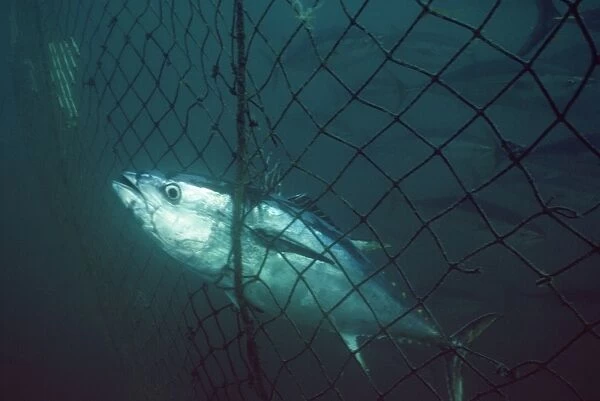 Blue Fin Tuna - in net - Australia