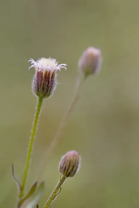Framed Print : Blue Fleabane - summer - Wales, UK Framed Print : Blue Fleabane - summer - Wales, UK