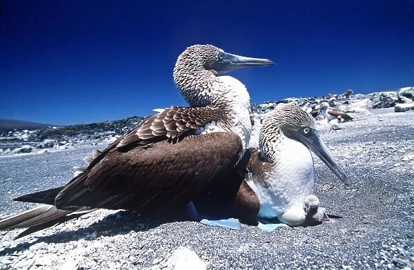 Blue-footed Booby - with chick - Cape Douglas, Fernandina Island, Galapagos Islands AU-1501