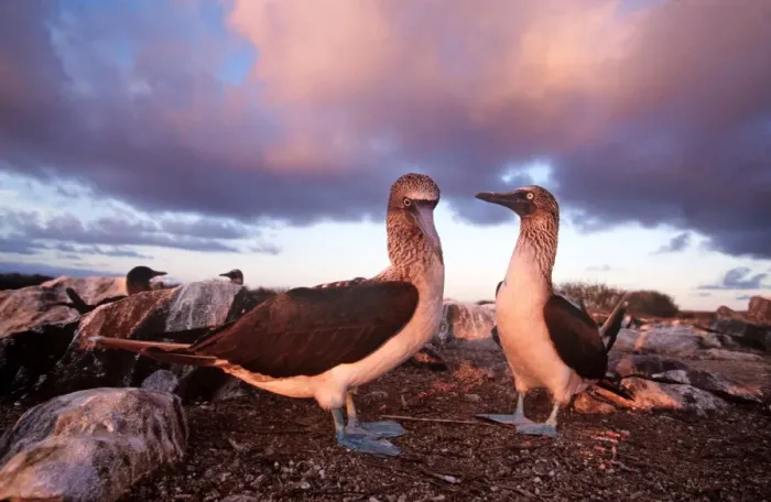 Framed Print : Blue-footed Booby - courtship display at sunset - Cape Douglas, Fernandina Island, Galapagos AU-1616 Framed Print : Blue-footed Booby - courtship display at sunset - Cape Douglas, Fernandina Island, Galapagos AU-1616