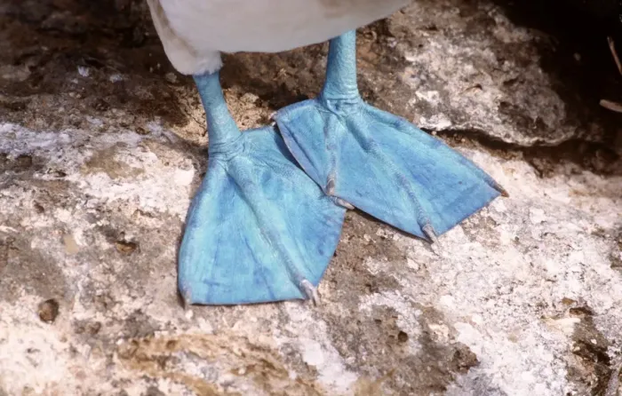 Framed Print : Blue-Footed Booby - feet - Punta Suarez, Espanola Island, Galapagos Islands AU-732 Framed Print : Blue-Footed Booby - feet - Punta Suarez, Espanola Island, Galapagos Islands AU-732