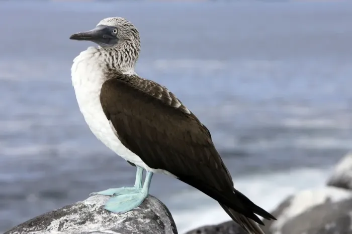 Framed Print : Blue Footed Booby. Lobos Island. galapagos Islands Framed Print : Blue Footed Booby. Lobos Island. galapagos Islands