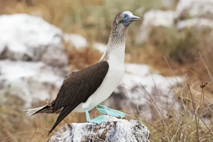 Framed Print : Blue-footed Booby. Seabird in the gannet family Sulidae. Nayarit Mexico in April
