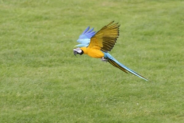 Blue & Gold Macaw In flight Whipsnade Bedfordshire UK