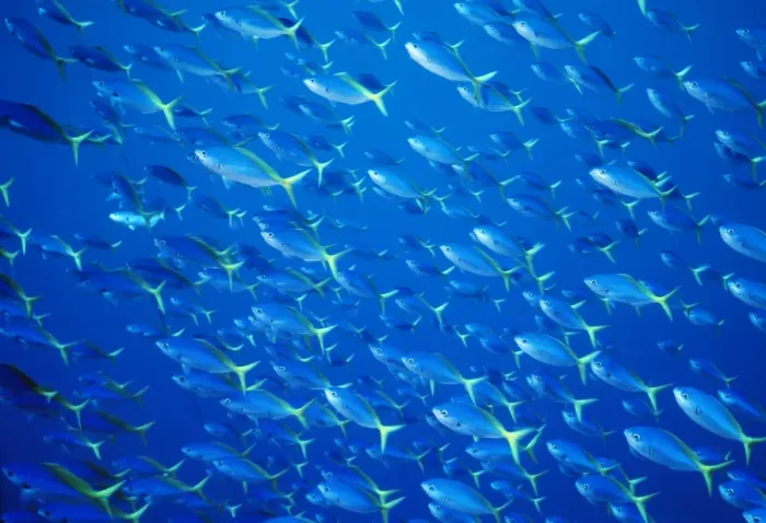 Framed Print : Blue and Gold / Yellow and Blueback Fusilier Fish - Shoal Found in Indo-Pacific Framed Print : Blue and Gold / Yellow and Blueback Fusilier Fish - Shoal Found in Indo-Pacific
