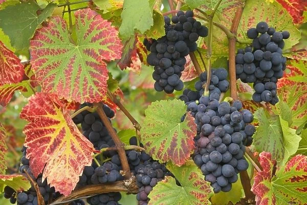 blue grapes - bunches of very ripe, blue grapes hanging on vines in vineyard in autumn. The vine's leaves are already coloured a brightly red - Baden-Wuerttemberg, Germany