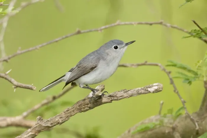 Framed Print : Blue-gray Gnatcatcher Framed Print : Blue-gray Gnatcatcher