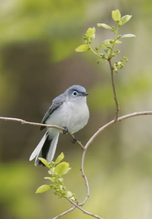 Framed Print : Blue-gray Gnatcatcher Connecticut Framed Print : Blue-gray Gnatcatcher Connecticut