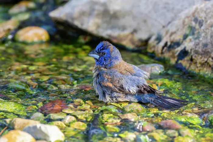 Framed Print : Blue Grosbeak (Passerina caerulea) male bathing Marion County, Illinois. Date: 21-06-2020 Framed Print : Blue Grosbeak (Passerina caerulea) male bathing Marion County, Illinois. Date: 21-06-2020
